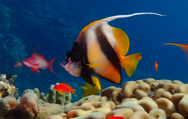 Faune sous-marine Egypte