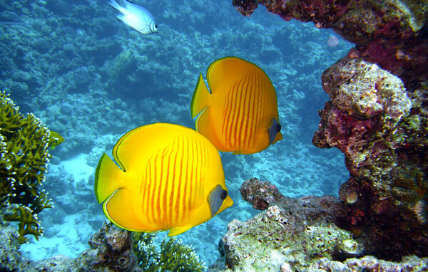 Poissons Plongée Egypte