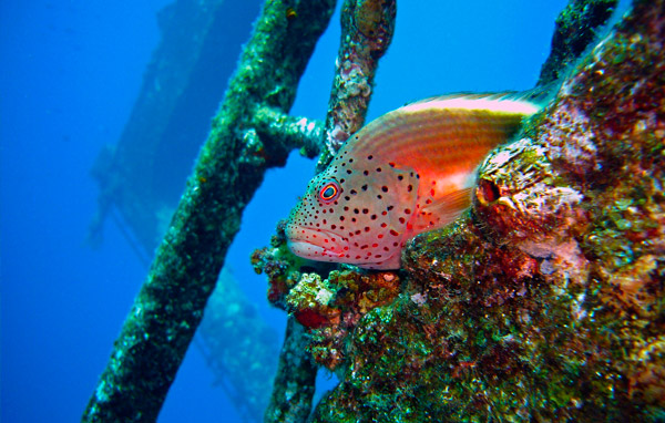 Plongée Nouvelle Zélande Rainbow Warrior