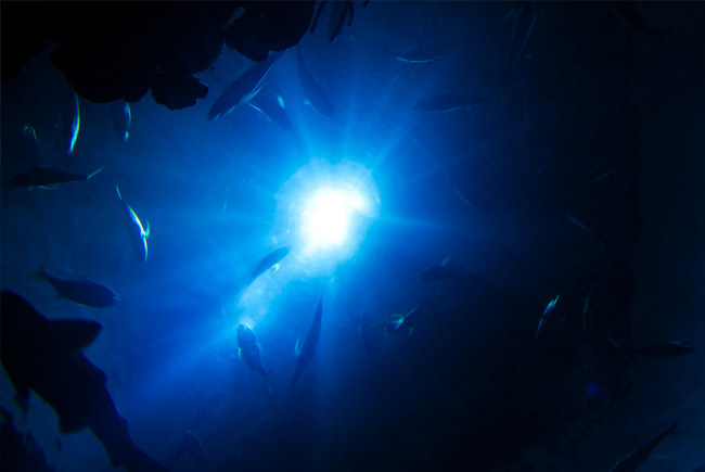 Faits surprenants ocean poissons