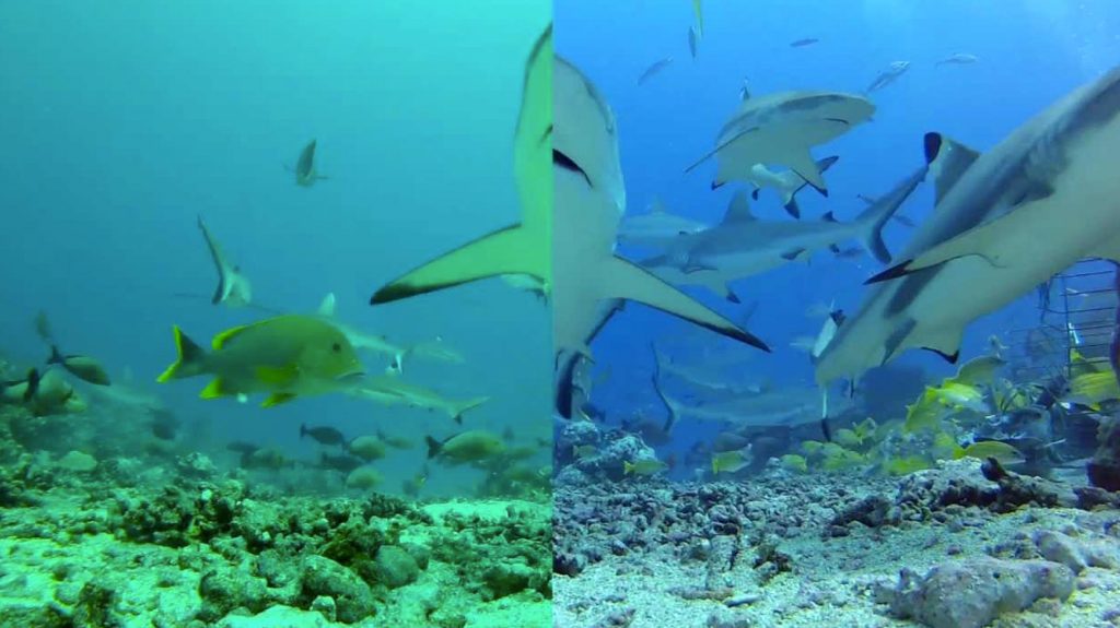 Filtre Rouge Photo Gopro