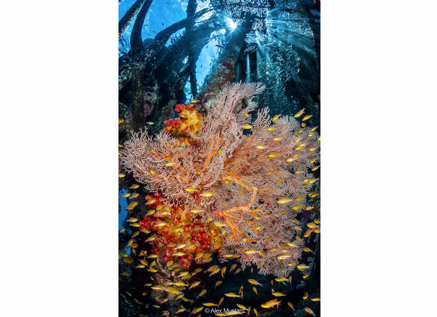 Maj Flash Photo Retra