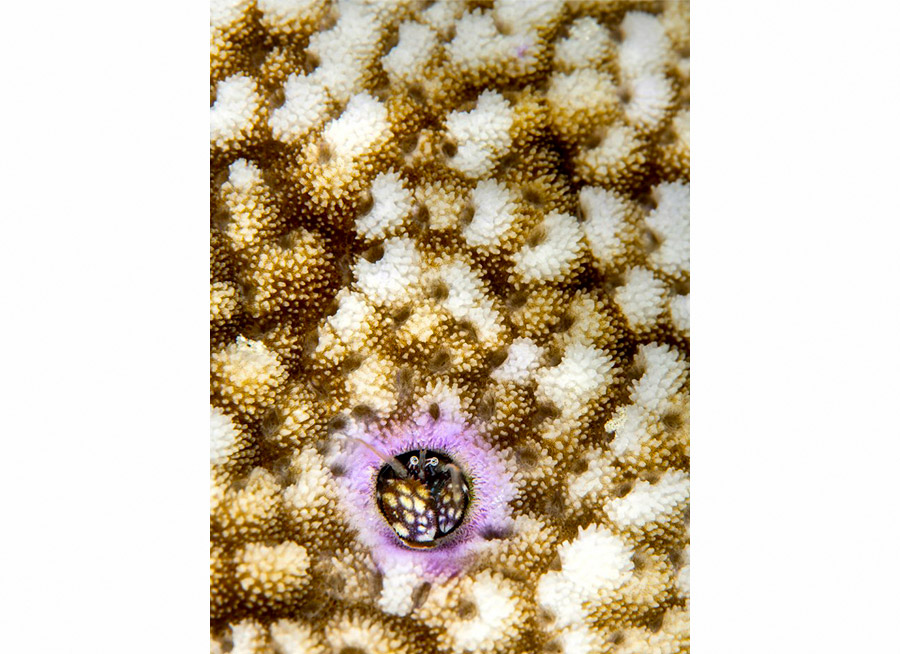 Maj Flash Retra Macro