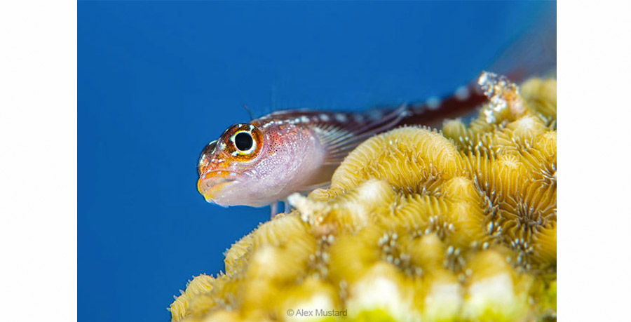 Maj Flash Retra Poisson