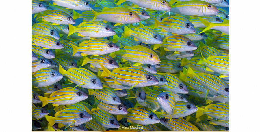 Maj Flash Sous Marin Retra