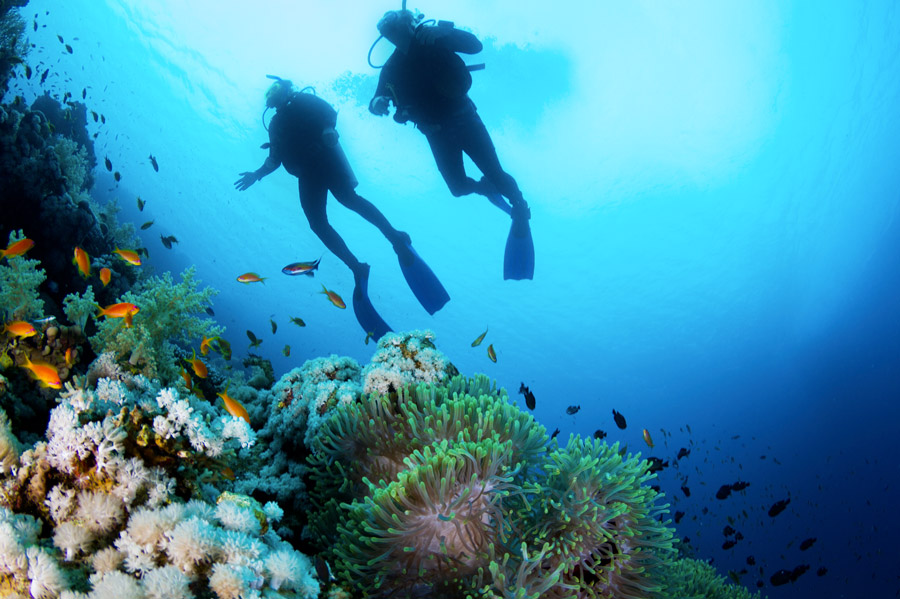 Marque Plongee Shearwater 1