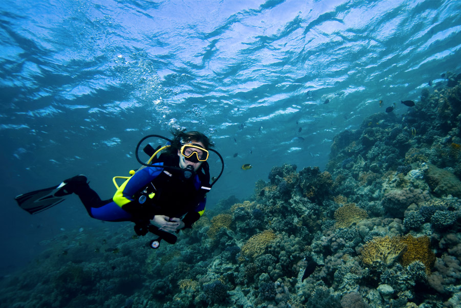 Plonge Red Sea Diving Egypte