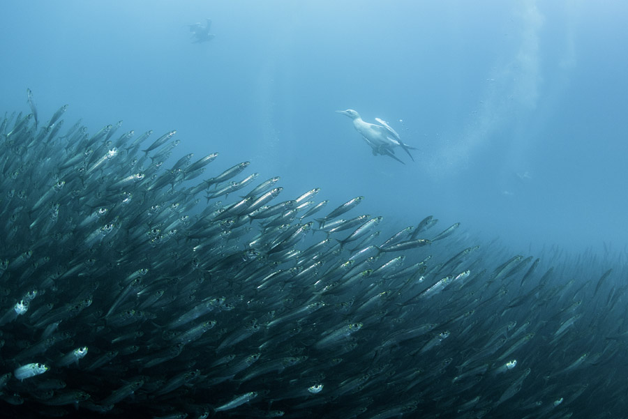 Plongee Sardine Run