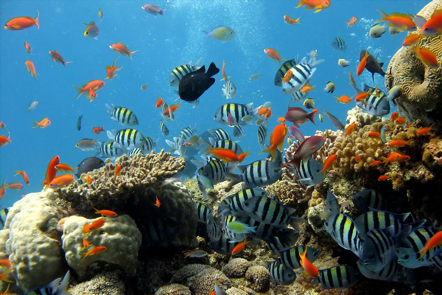 Plonger Barriere Corail Poissons