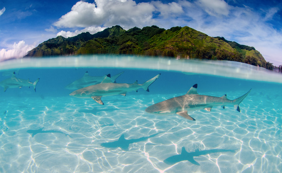 Requin Moorea Polynesie