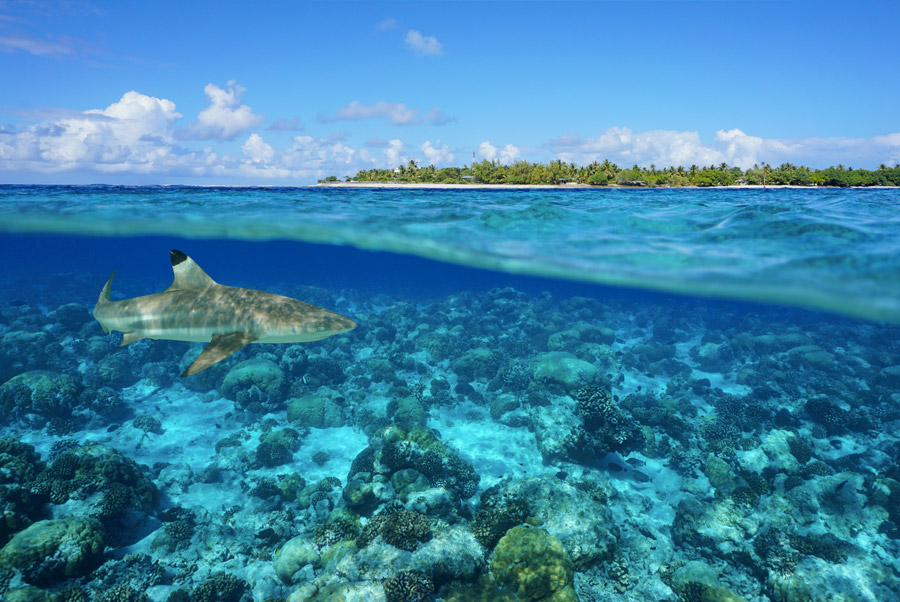 Requin Rangiroa Polynesie