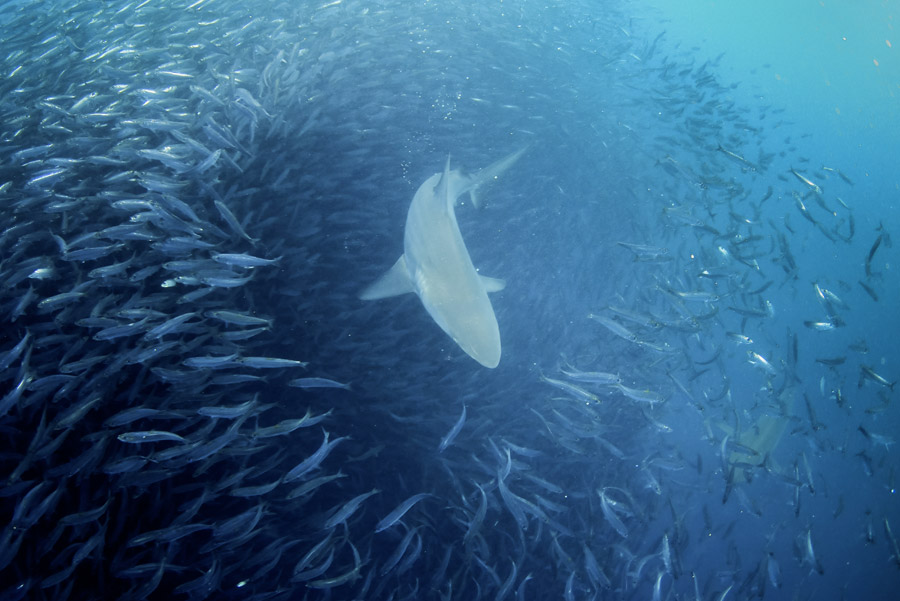 Requin Sardine Run