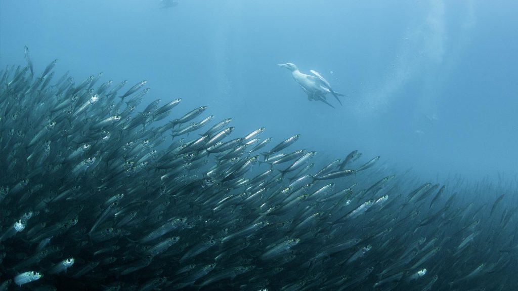 Sardine Run Afrique