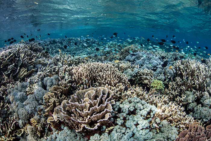 Suchandlers Komodo 3