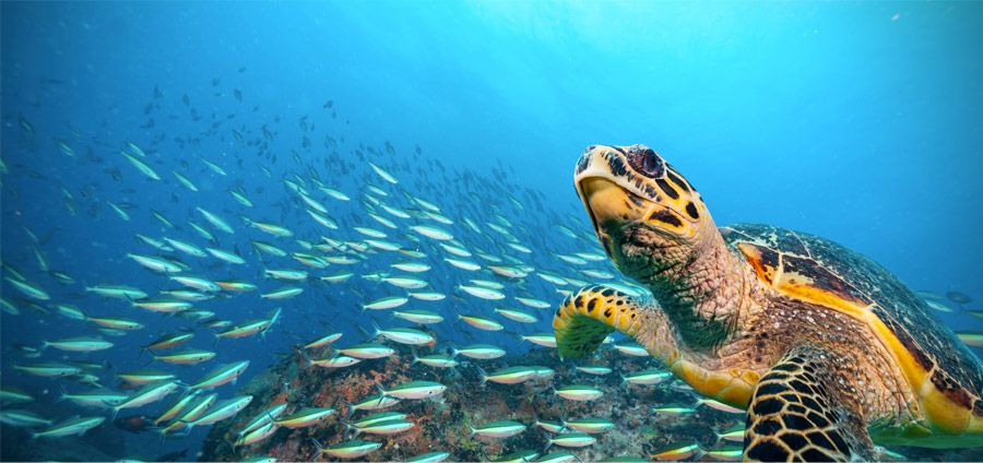 Tortue Rangiroa Polynesie