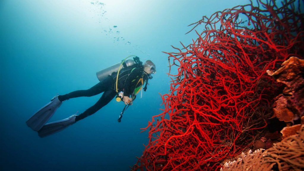 Choisir Combinaison Plongee Sous Marine