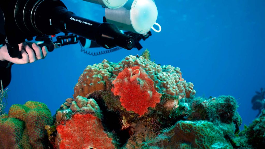 Objectif Convertisseur Grand Angle Emwl Nauticam