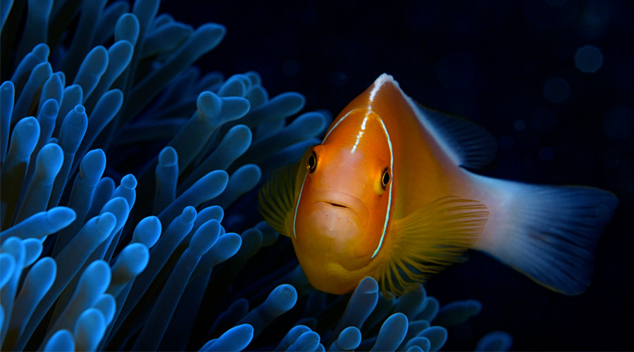 Objectif Emwl Nauticam