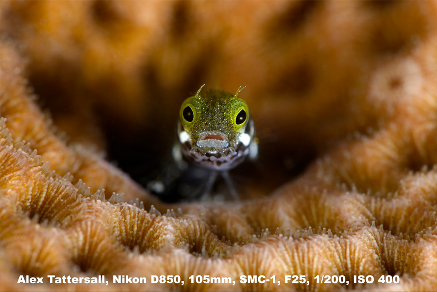 Photo Smc 1 105mm D850