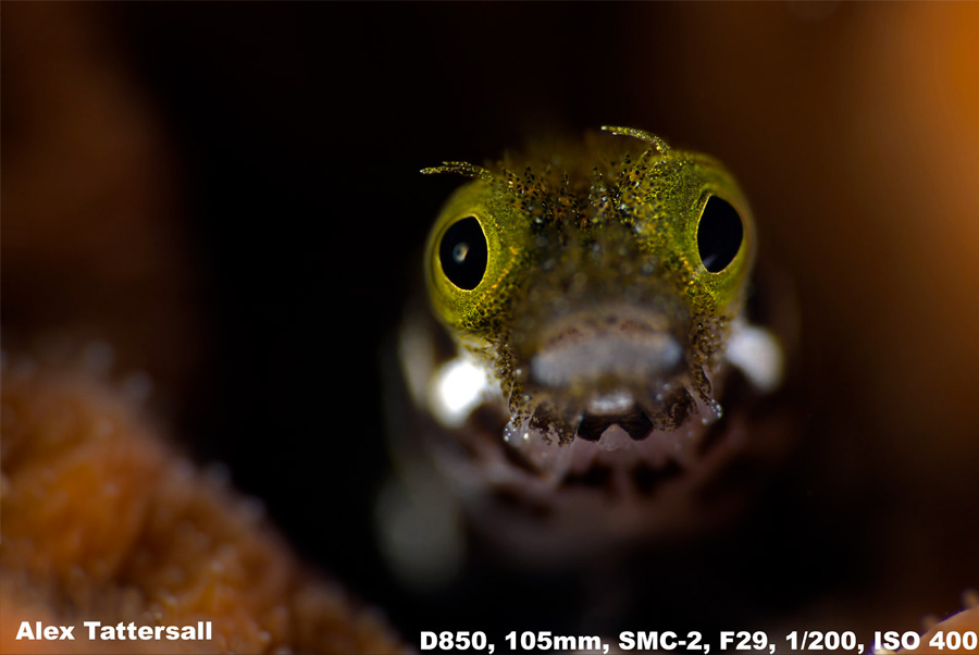 Photo Smc 2 105mm D850