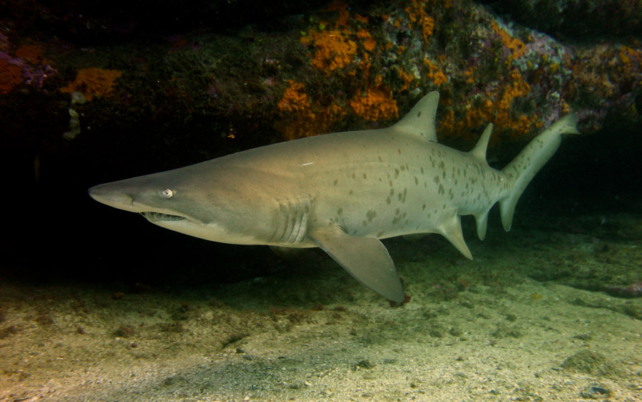 Requin Cave Fish Rock Autralie