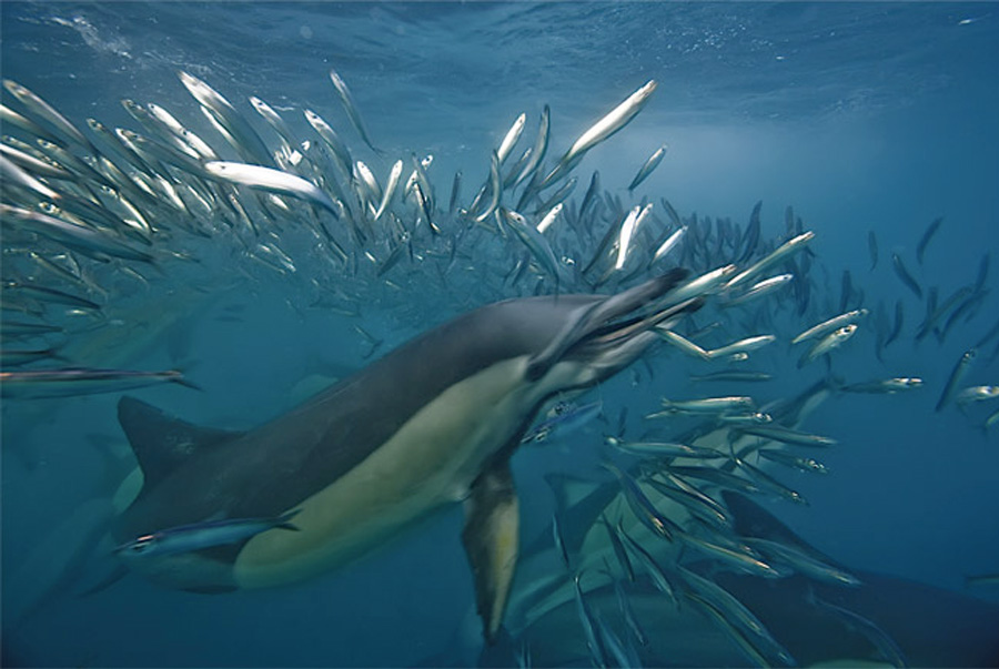 Sardine Run Afrique Du Sud Dauphins
