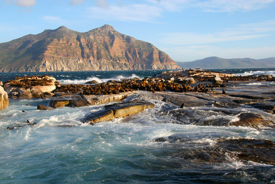 Sardine Run Afrique Du Sud Mer