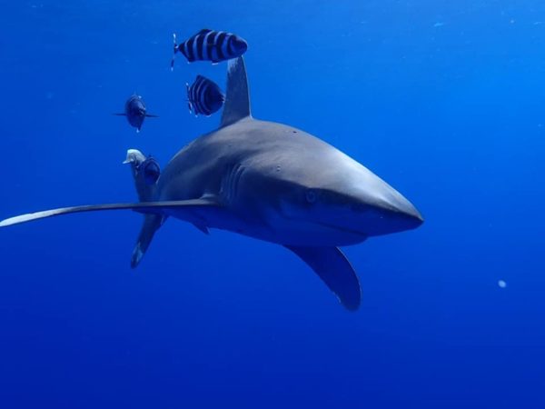 Sub Elphinstone 4 600x450 1