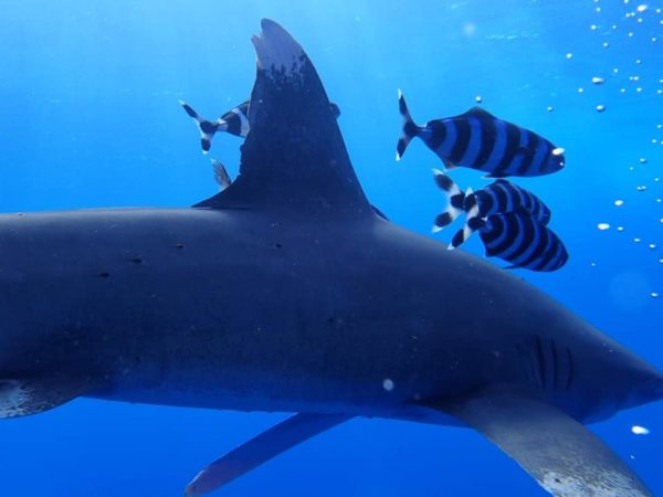 Sub Elphinstone 5 600x450 1