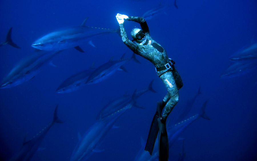 Progresser En Apnee Sous Marine