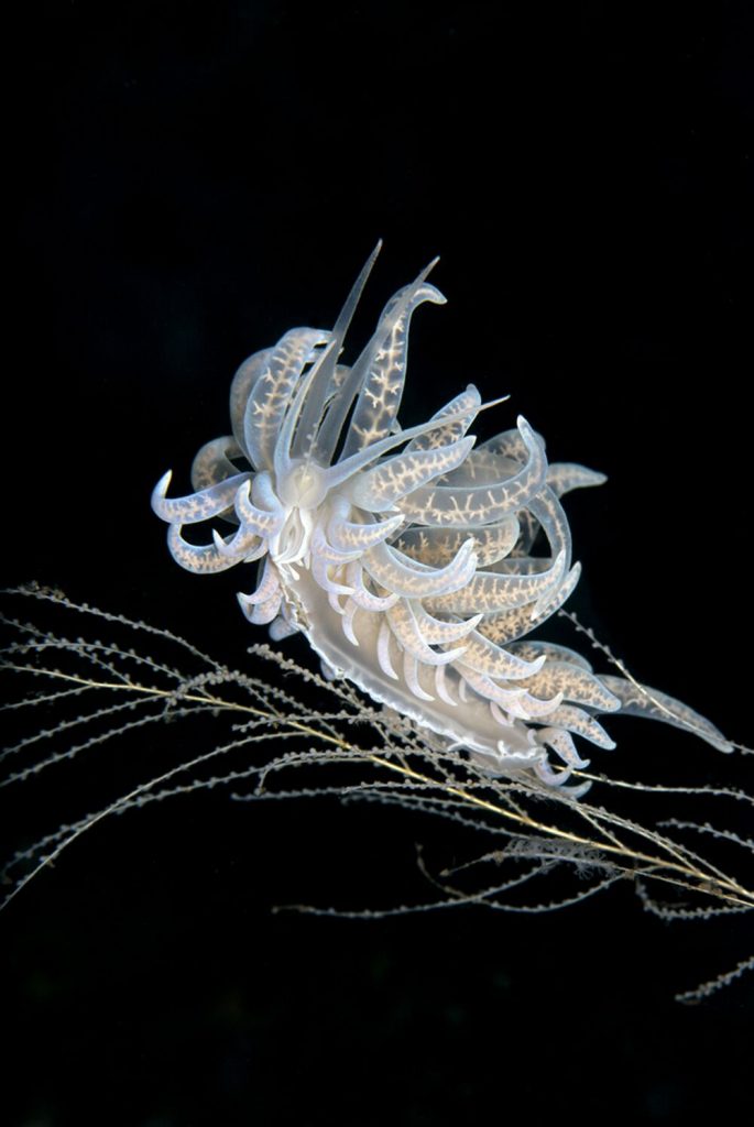 2ème Place catégorie Macro : Yury Ivanov, Bali, Indonesia