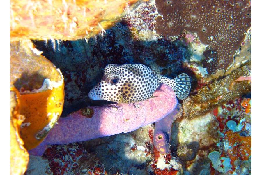 Diving Plongee Cuba Queens Gardens (2)