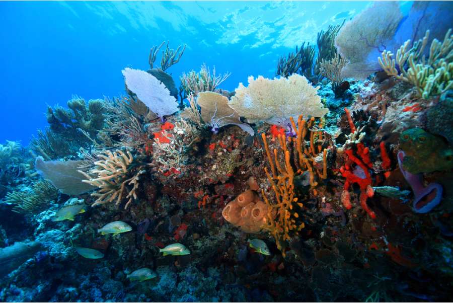 Plongee Sous Marine Voyage Playa Del Carmen 6