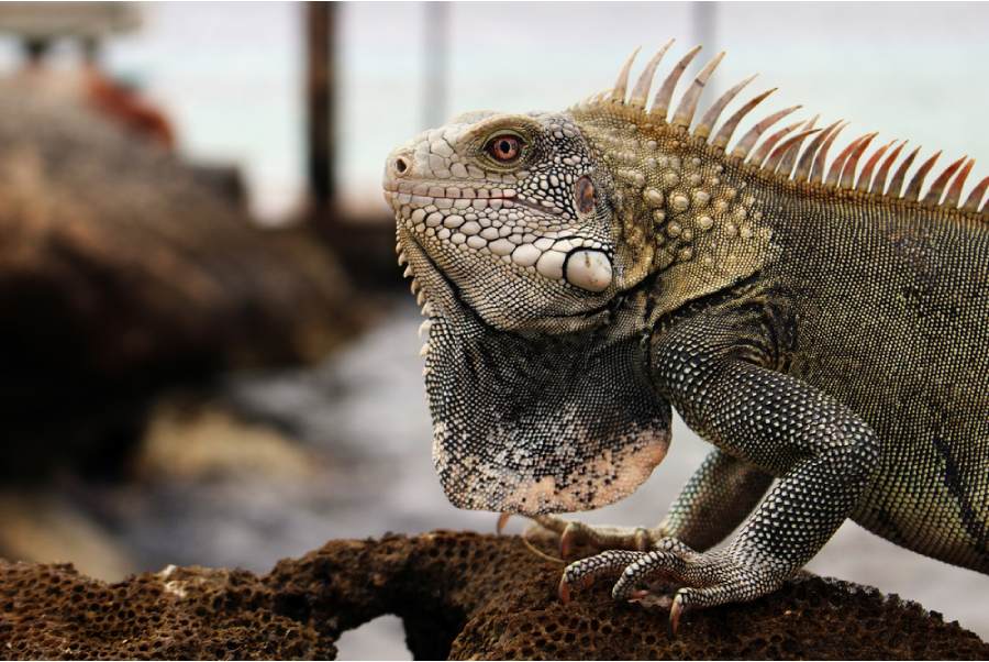 Plonger A Bonaire Voyage Plongee Sous Marine 1 1