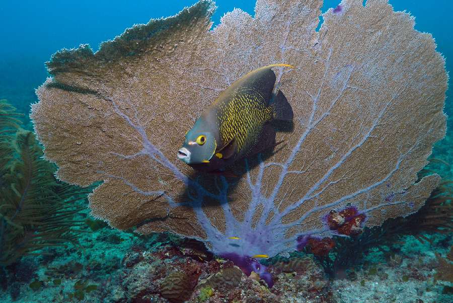 Plonger A Bonaire Voyage Plongee Sous Marine 1