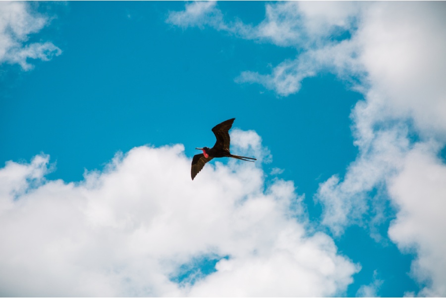 Plongée Sous Marine Fernando De Noronha Bresil Voyage 2