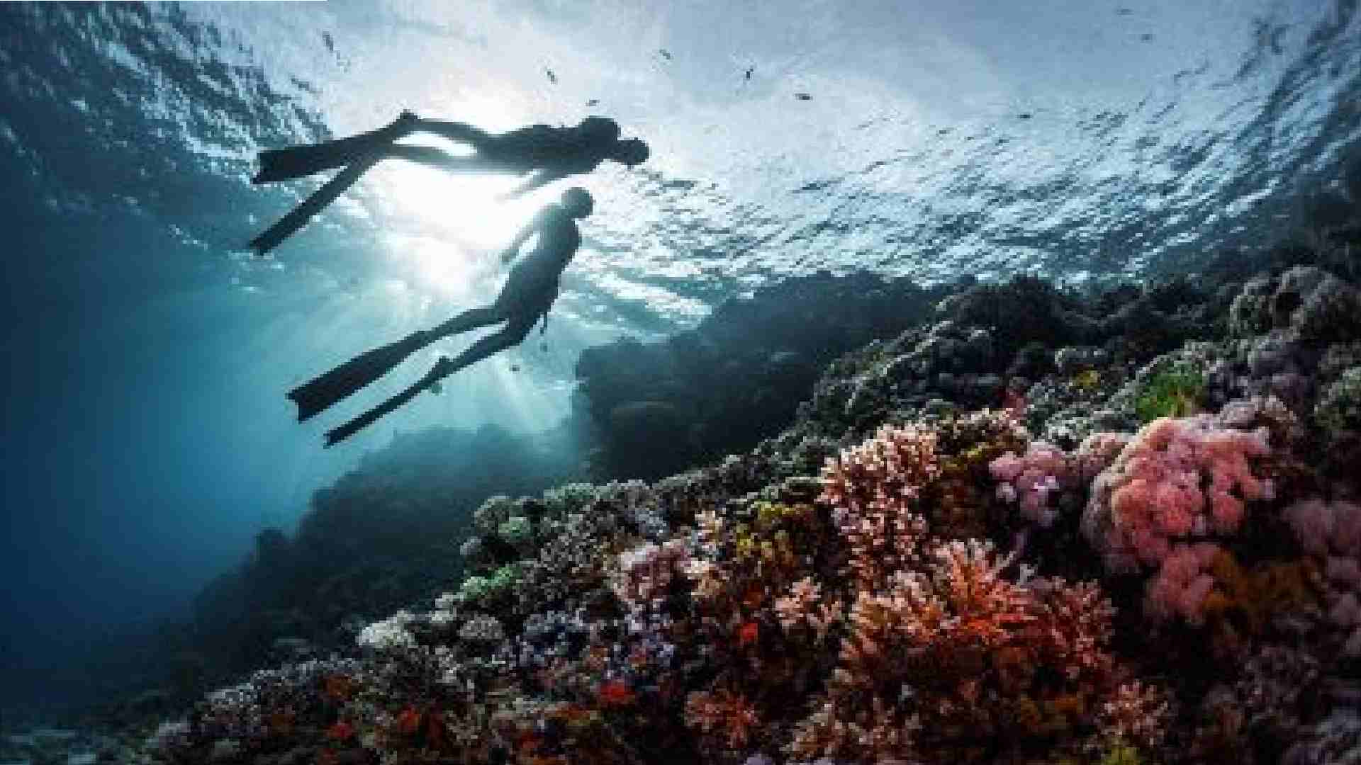 palmes carbone ou pvc