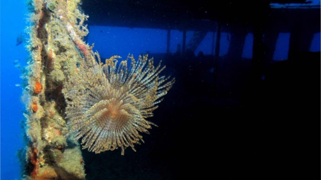 Les meilleurs spots de « plongées épaves » à Malte