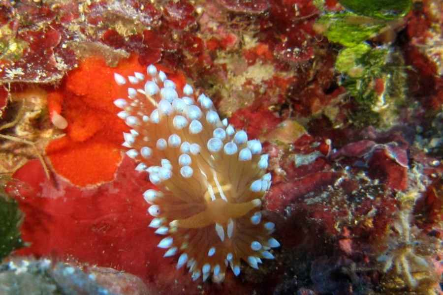 faune comino plongee