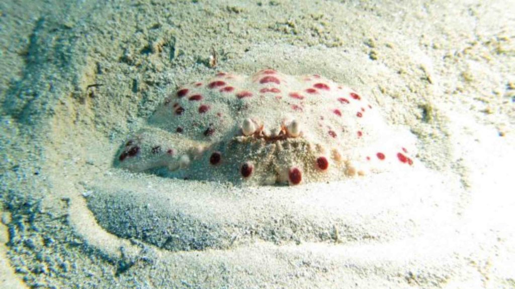 Les meilleurs spots de plongées à Gozo