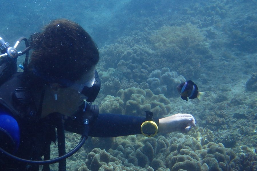 volontariat philippines plongee