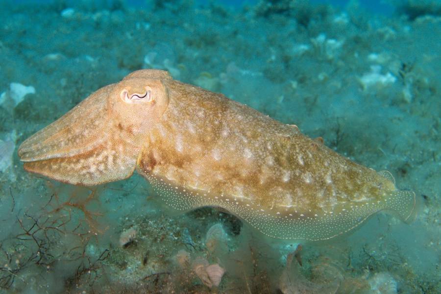 voyage plongee malte