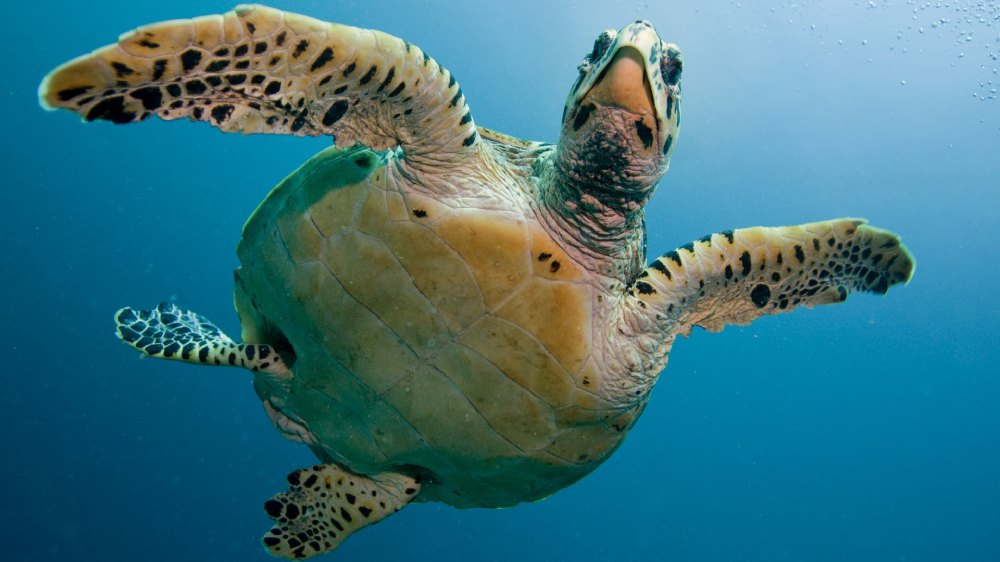 instructeur plongee maldives subchandlers