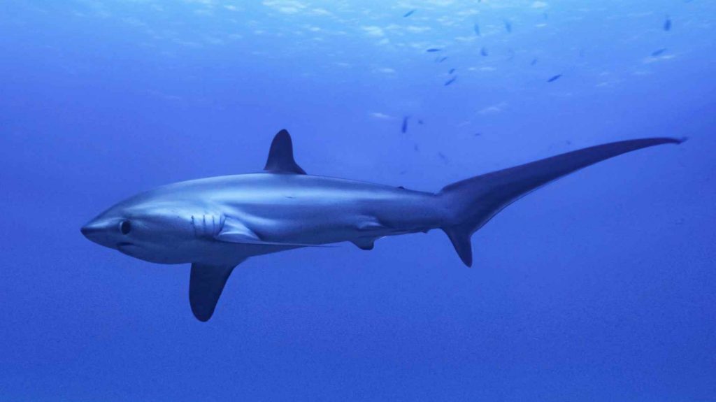 plongeur volontaire philippines