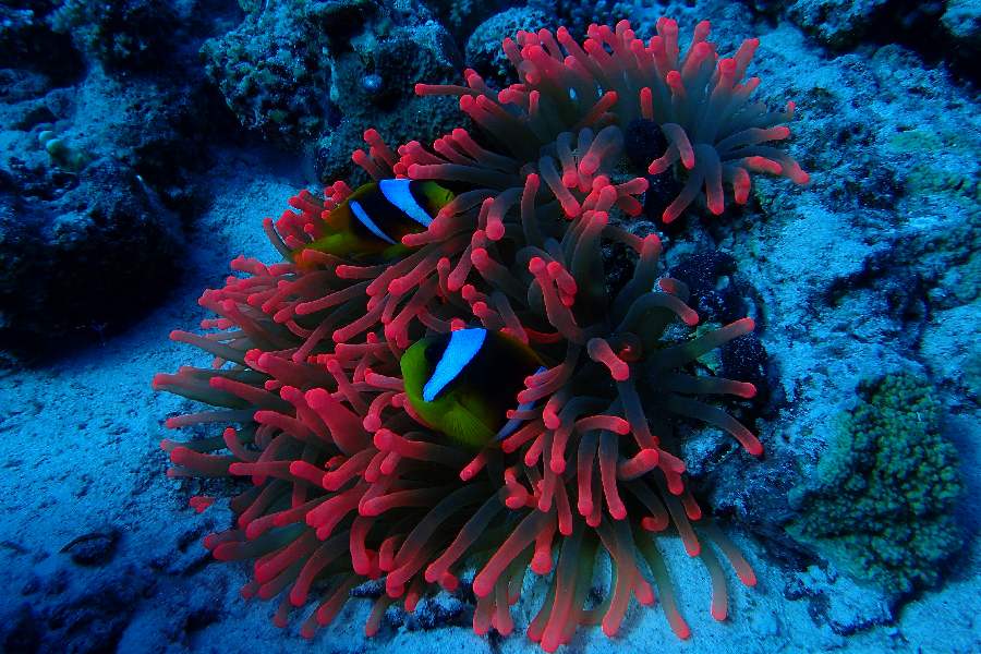 anemone rouge marsa shagra