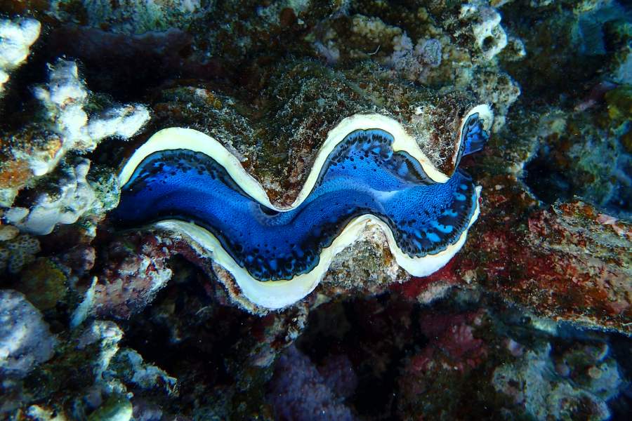 benitier marsa shagra