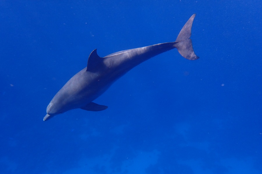dauphin snorkeling marsa shagra