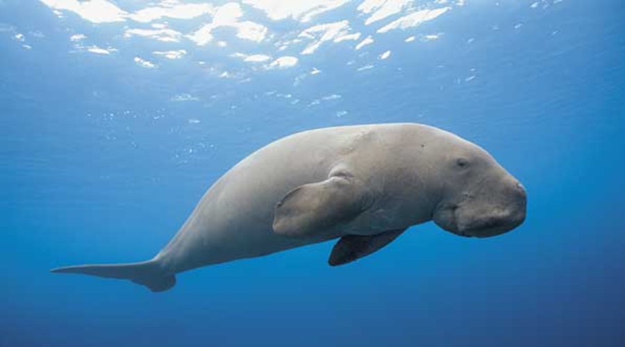 dugong marsa shagra