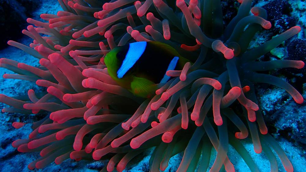 Les beautés sous-marines de la Mer Rouge à Marsa Shagra