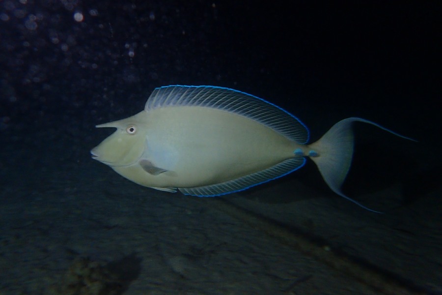 nason eperon bleu marsa shagra